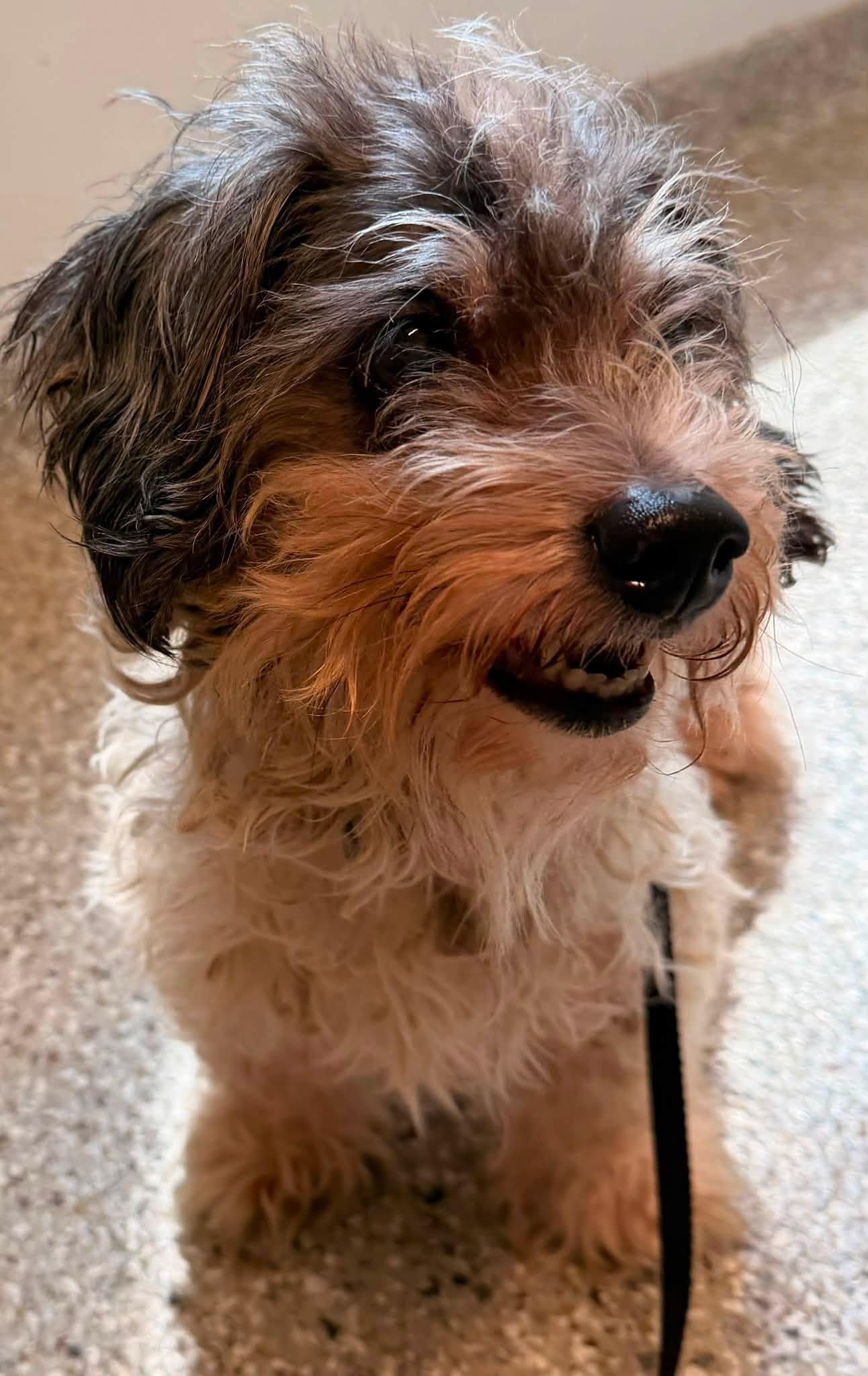 Bandit, a ADOPTABLE mixed breed in Holland, MI image 3/4