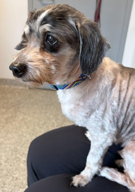 Bandit, a ADOPTABLE mixed breed in Holland, MI image 2/4