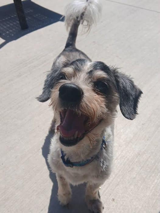 Bandit, ADOPTABLE, Senior Male Miniature Dachshund & Miniature Poodle.