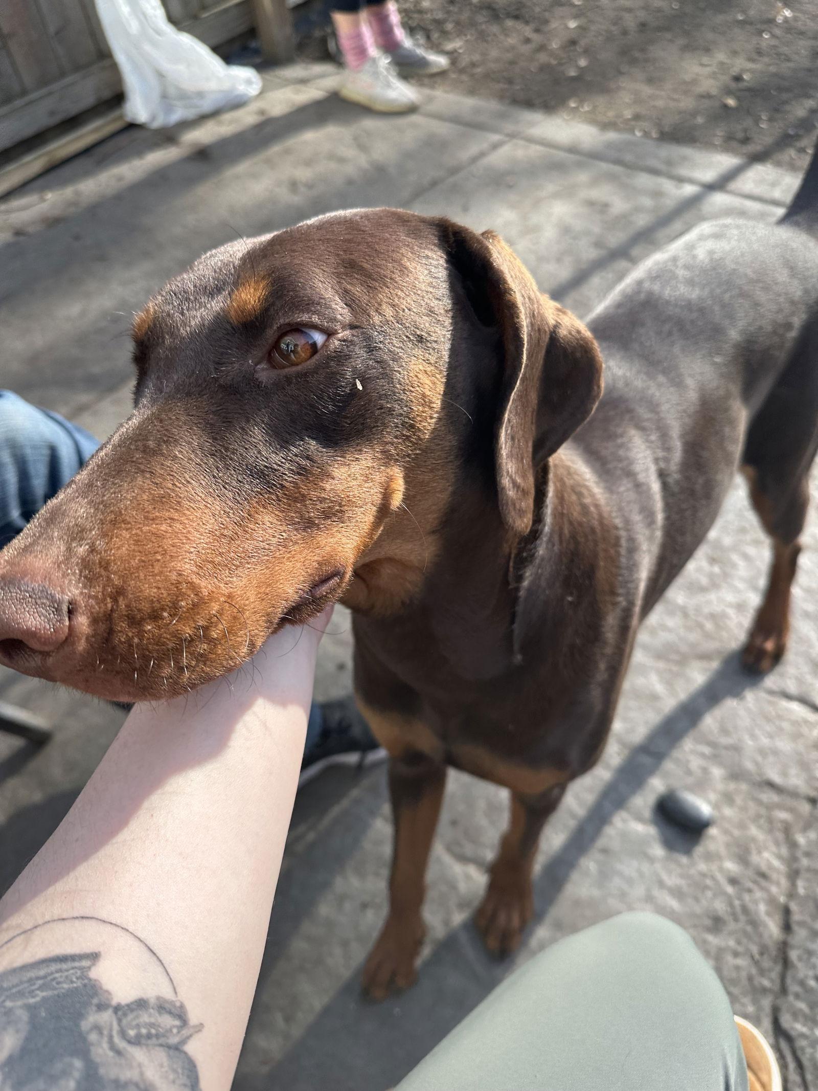 Mabel, Adopted, Young Female Doberman Pinscher.
