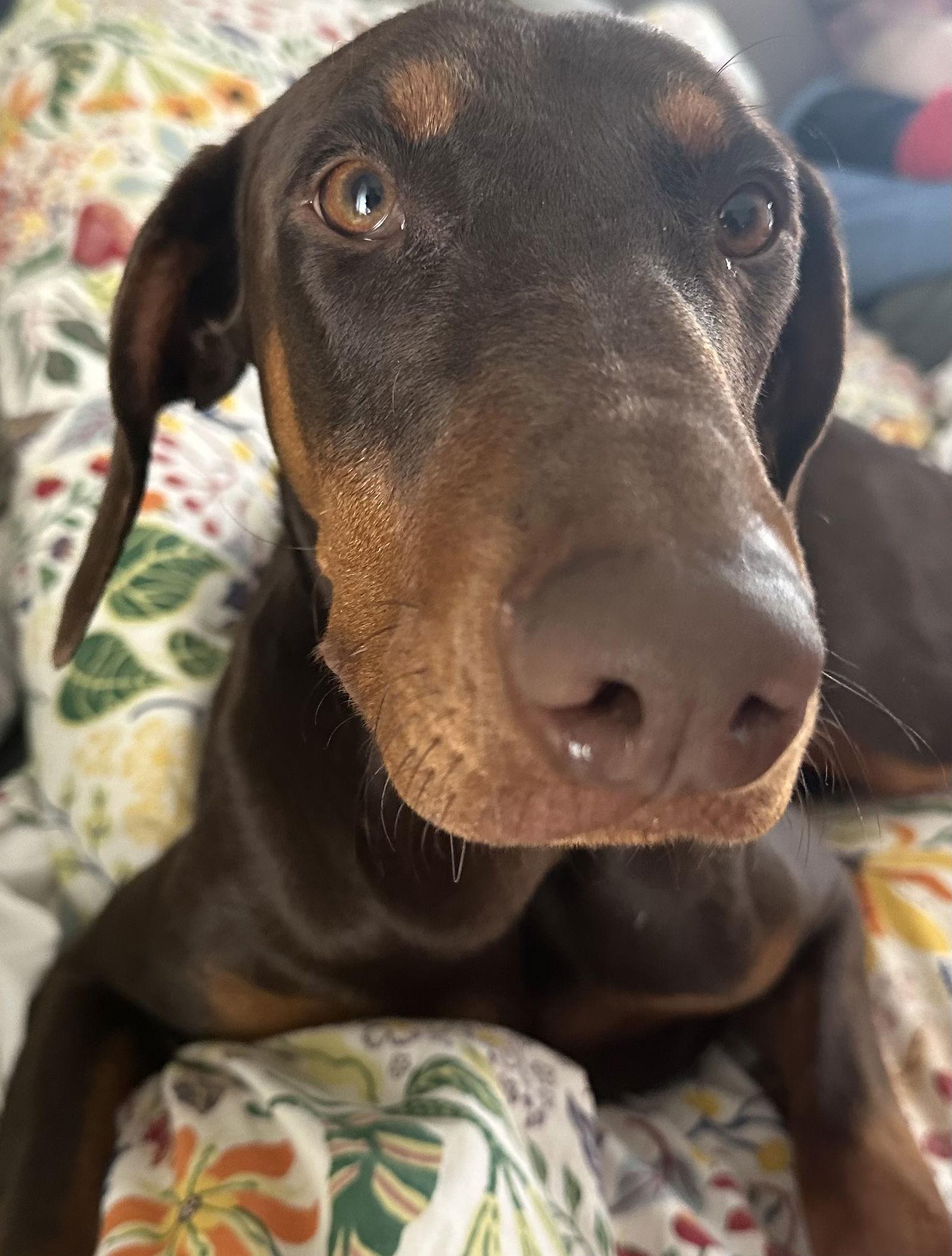 Enlarge Mabel, a Adopted Doberman Pinscher in Minneapolis, MN image 2/3