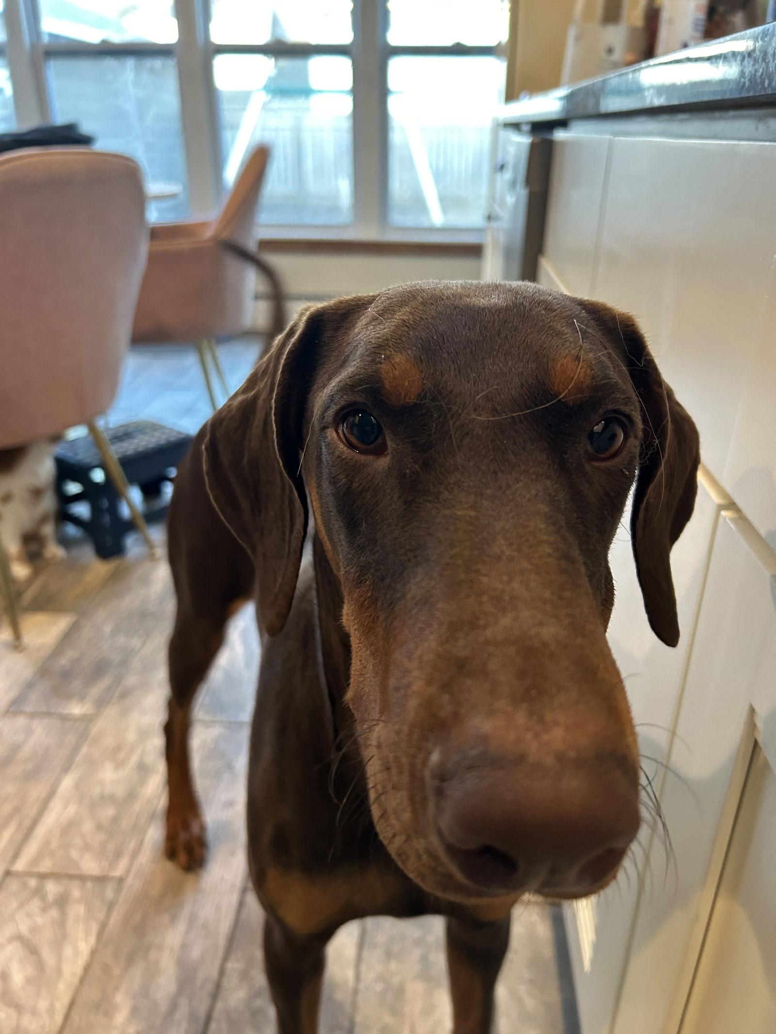 Enlarge Mabel, a Adopted Doberman Pinscher in Minneapolis, MN image 3/3