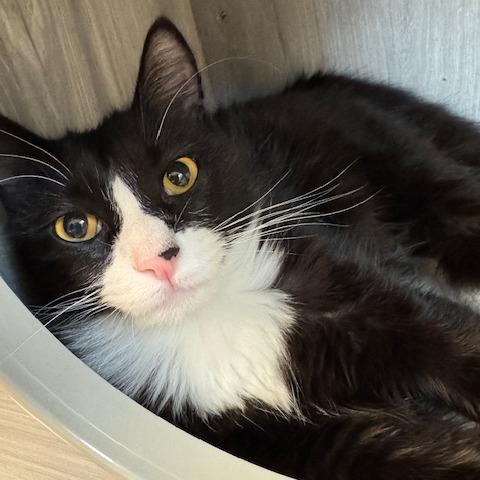 Pepsi, Adoptable, Young Male Domestic Short Hair.