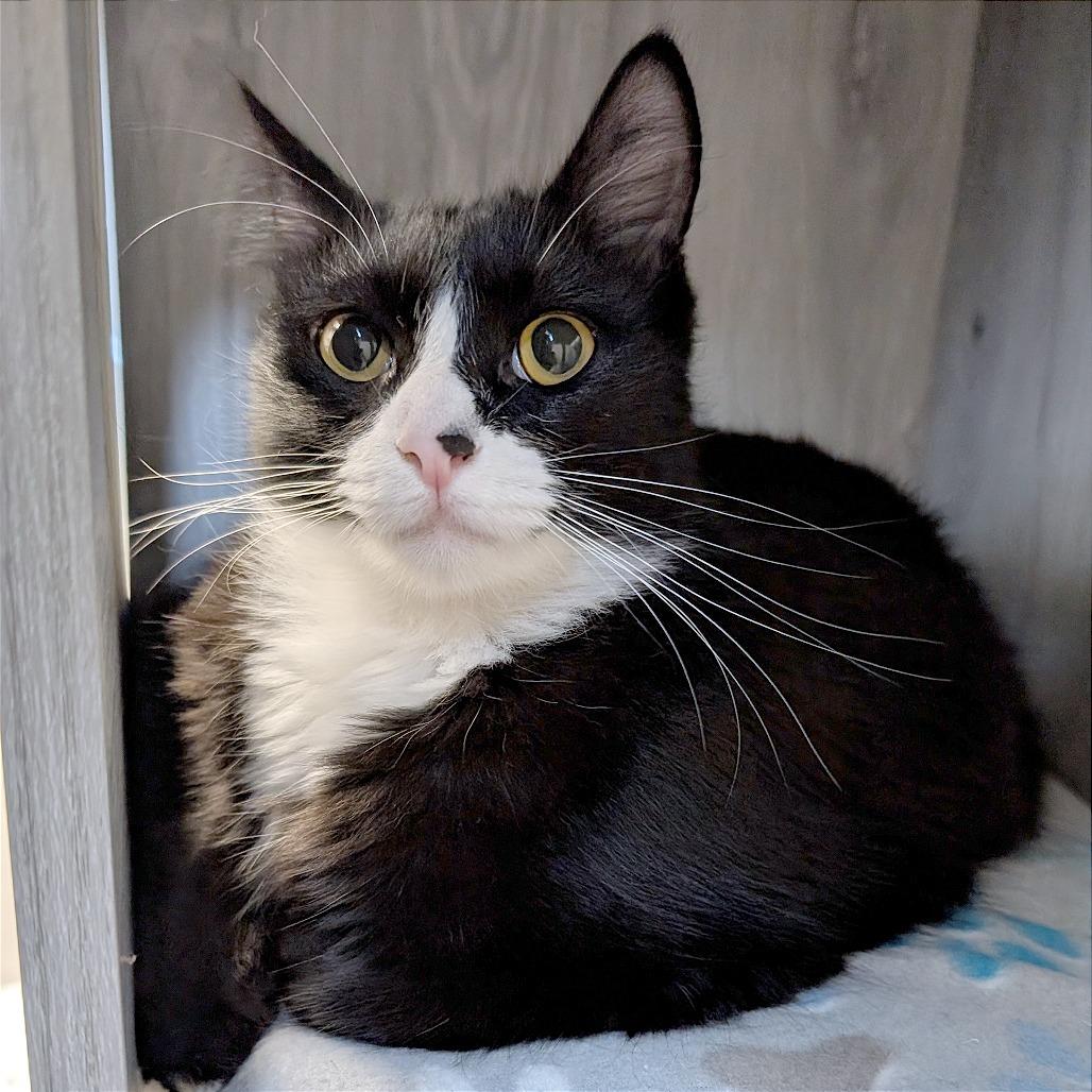 Pepsi, a Adoptable Domestic Short Hair in Pleasant Hill, CA image 3/4