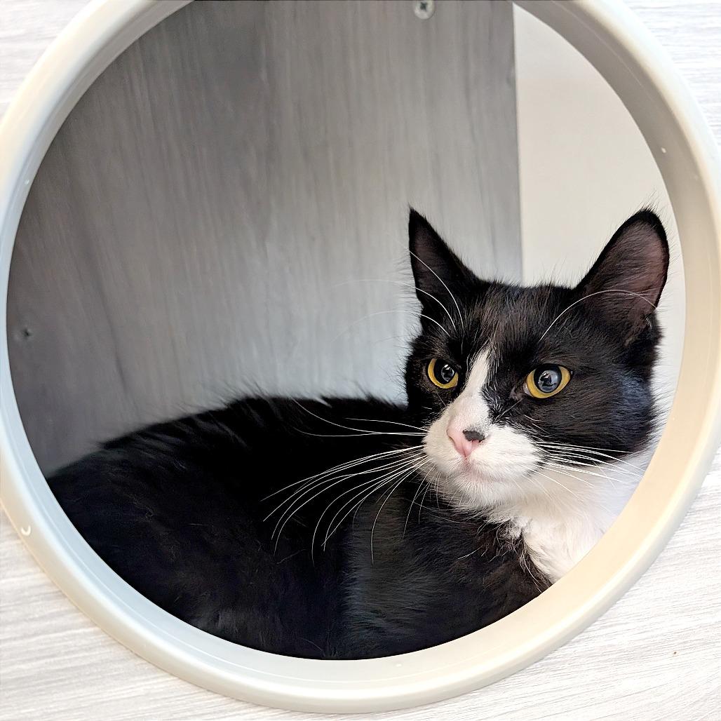 Pepsi, a Adoptable Domestic Short Hair in Pleasant Hill, CA image 4/4