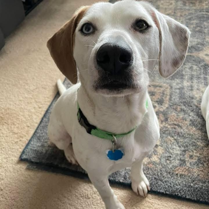 Memphis, ADOPTABLE, Young Male Beagle.