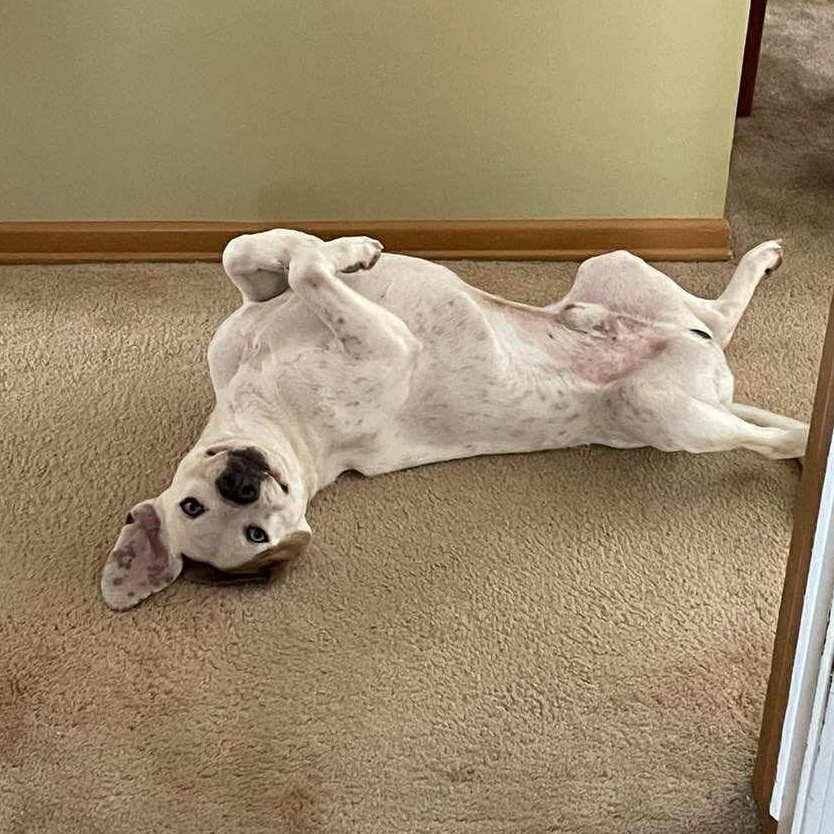 Memphis, a ADOPTABLE mixed breed in Rochester, NY image 4/6