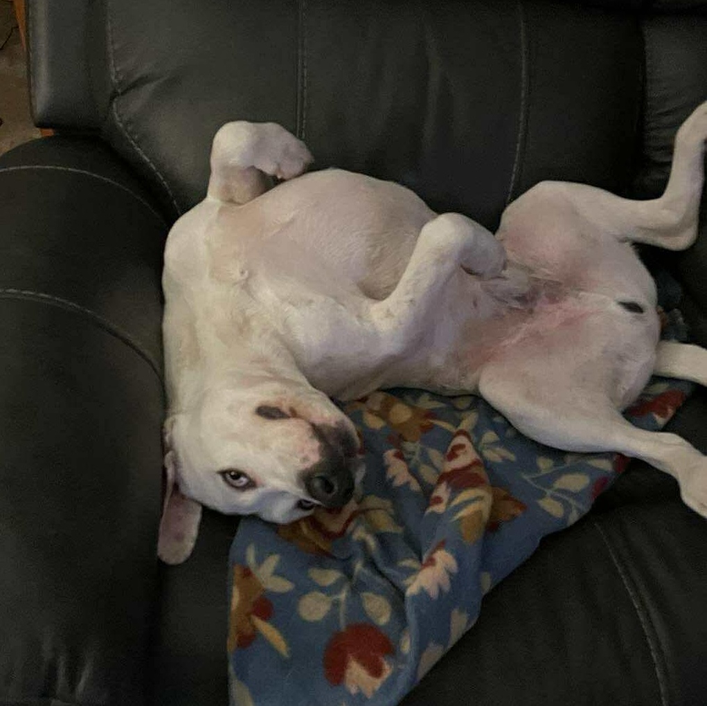 Memphis, a ADOPTABLE mixed breed in Rochester, NY image 5/6