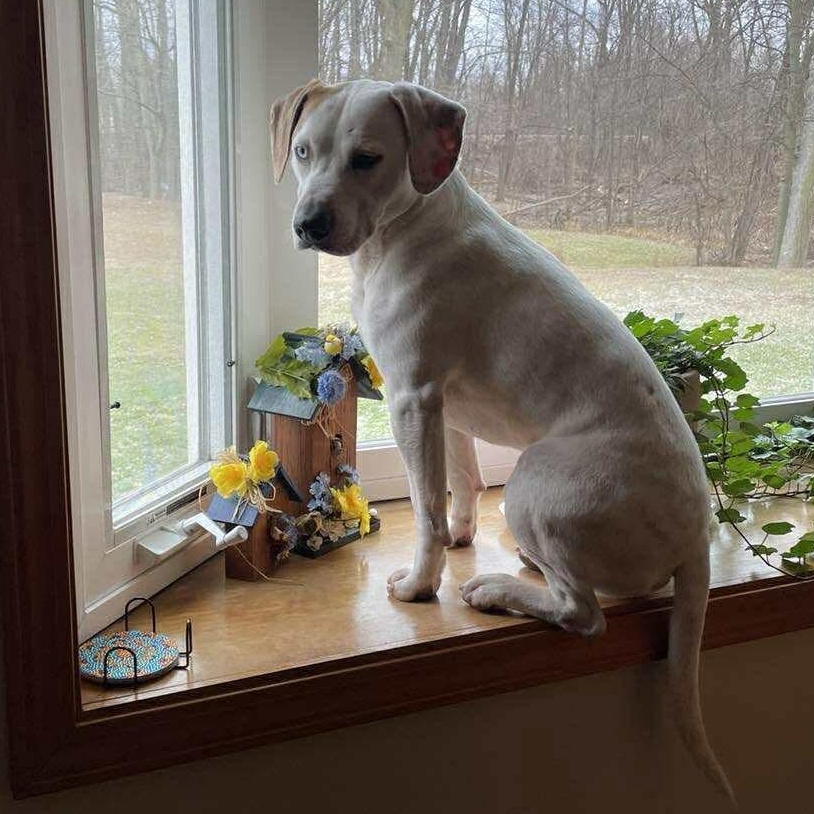 Memphis, a ADOPTABLE mixed breed in Rochester, NY image 6/6