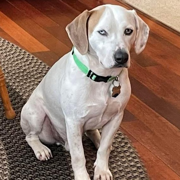 Memphis, a ADOPTABLE mixed breed in Rochester, NY image 2/6