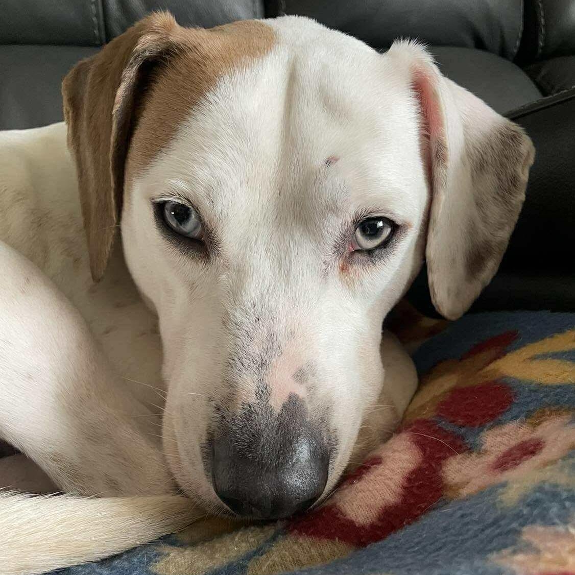 Memphis, a ADOPTABLE mixed breed in Rochester, NY image 3/6