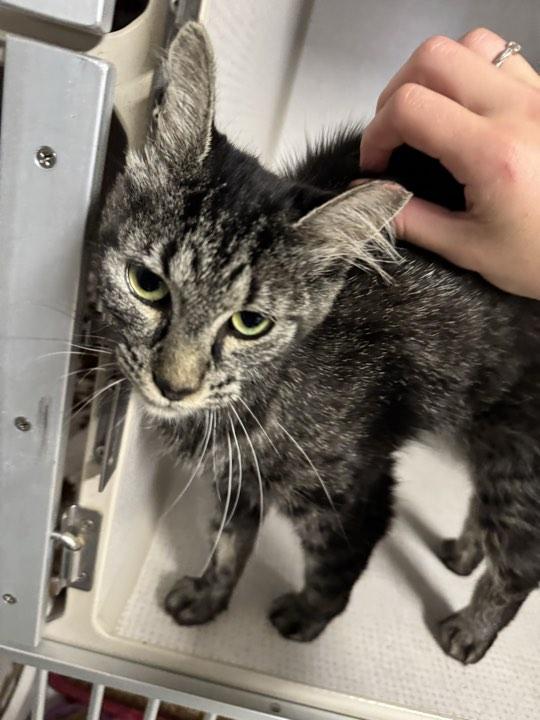 Savannah, ADOPTABLE, Young Female Domestic Medium Hair.
