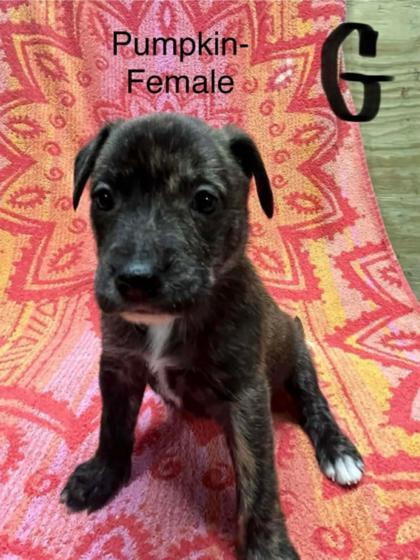 Enlarge Pumpkin, a Adoptable mixed breed in Maumee, OH image 1/1