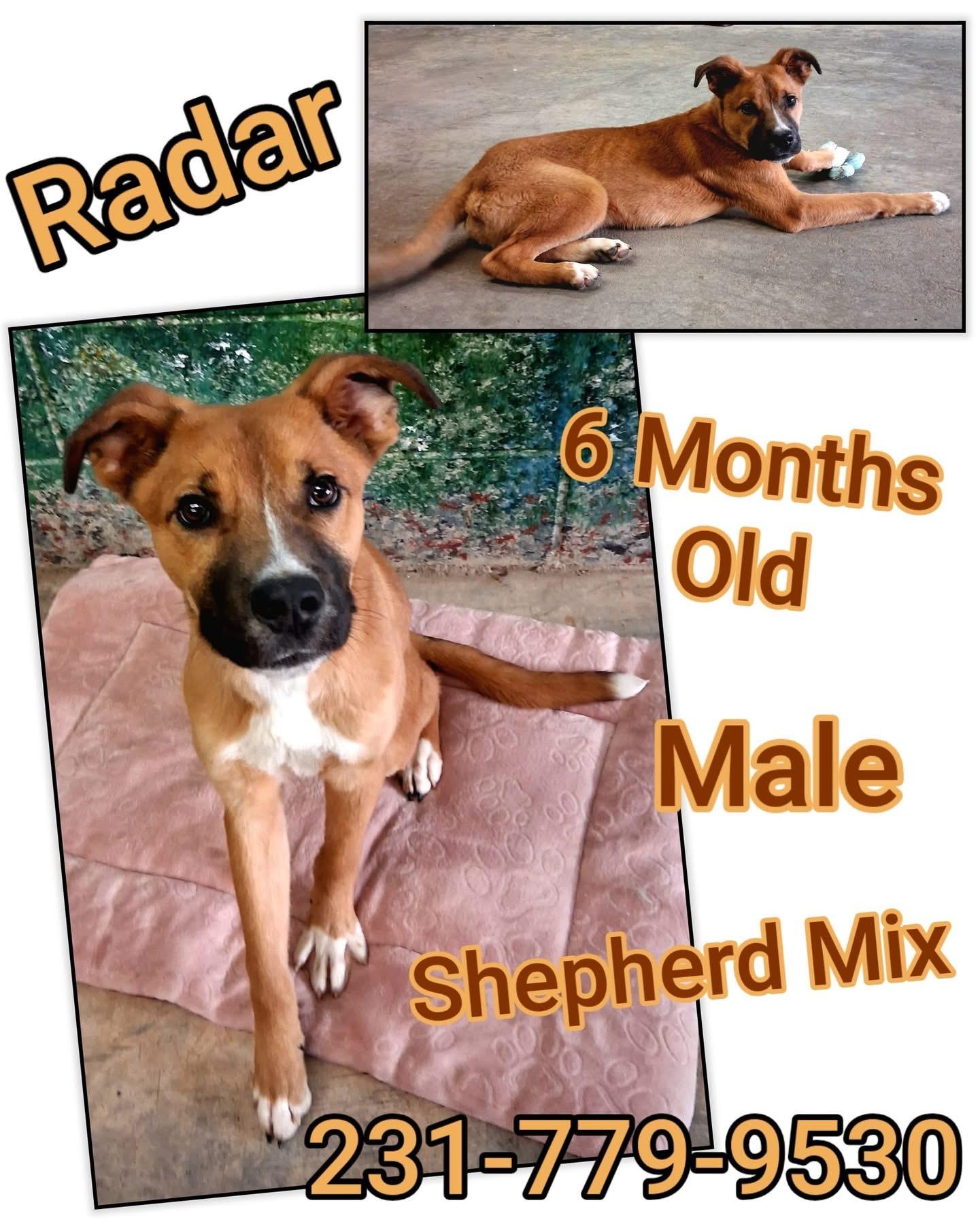 RADAR, ADOPTABLE, Puppy Male Shepherd.