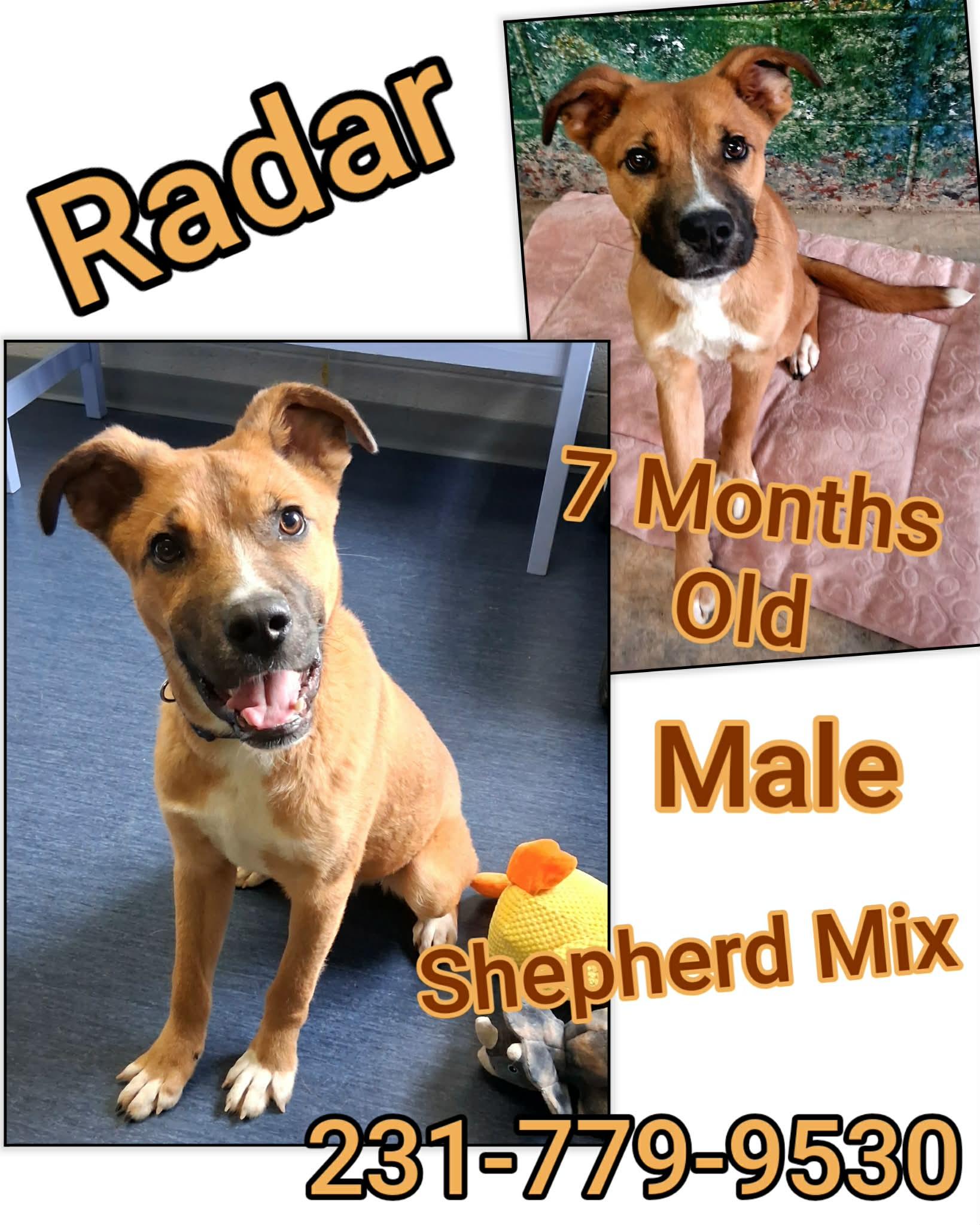 Enlarge RADAR, a hold mixed breed in Cadillac, MI image 1/1