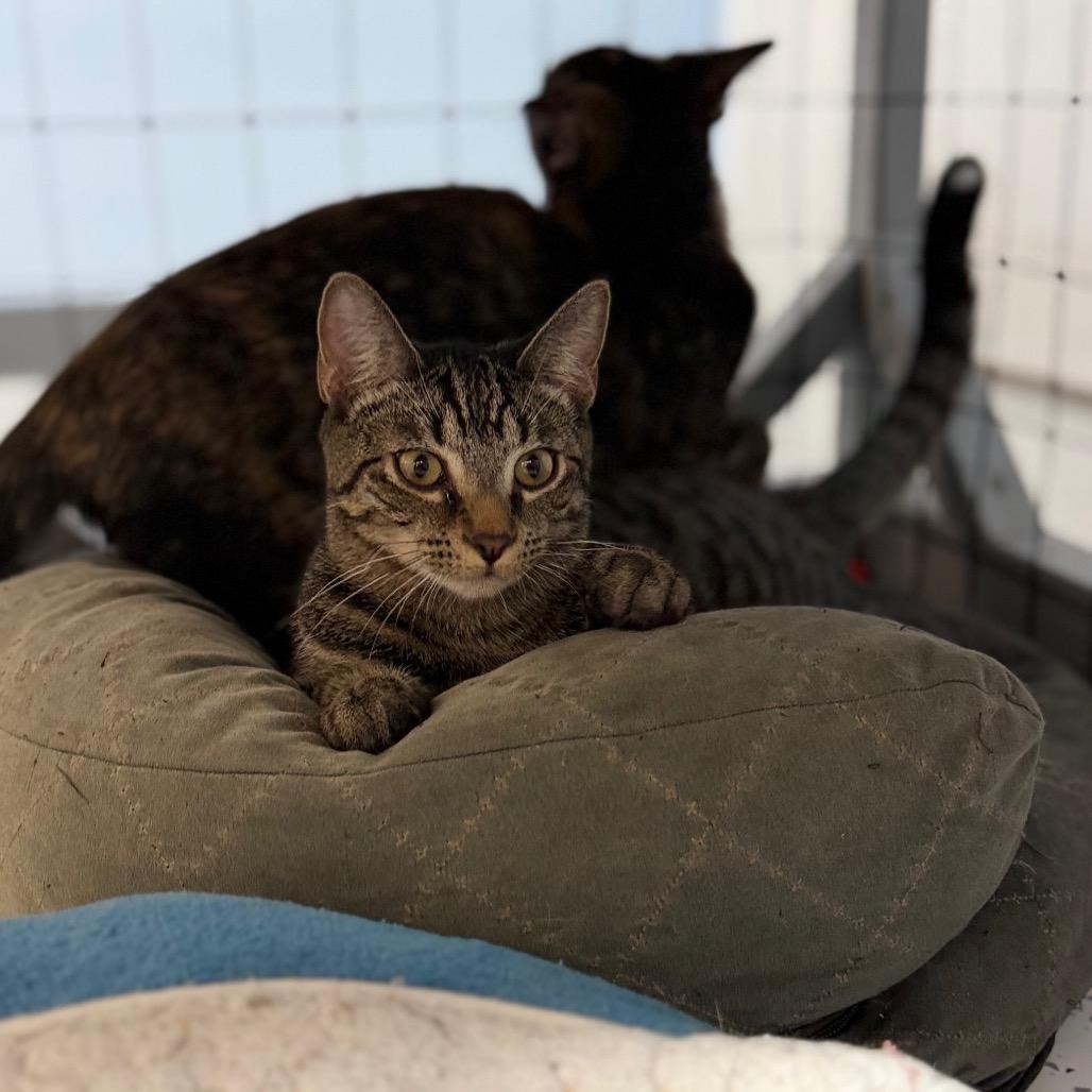 Alistair, Adoptable, Young Male Domestic Short Hair.