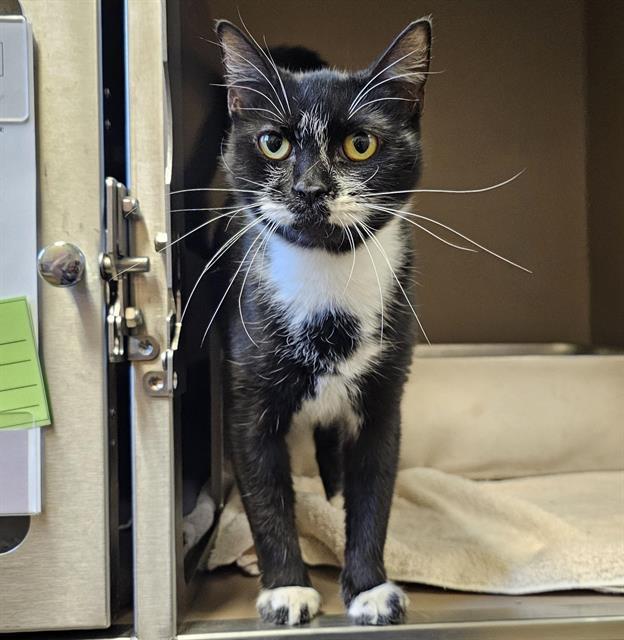 TWINKLE TOES, Adoptable, Adult Female Domestic Short Hair.