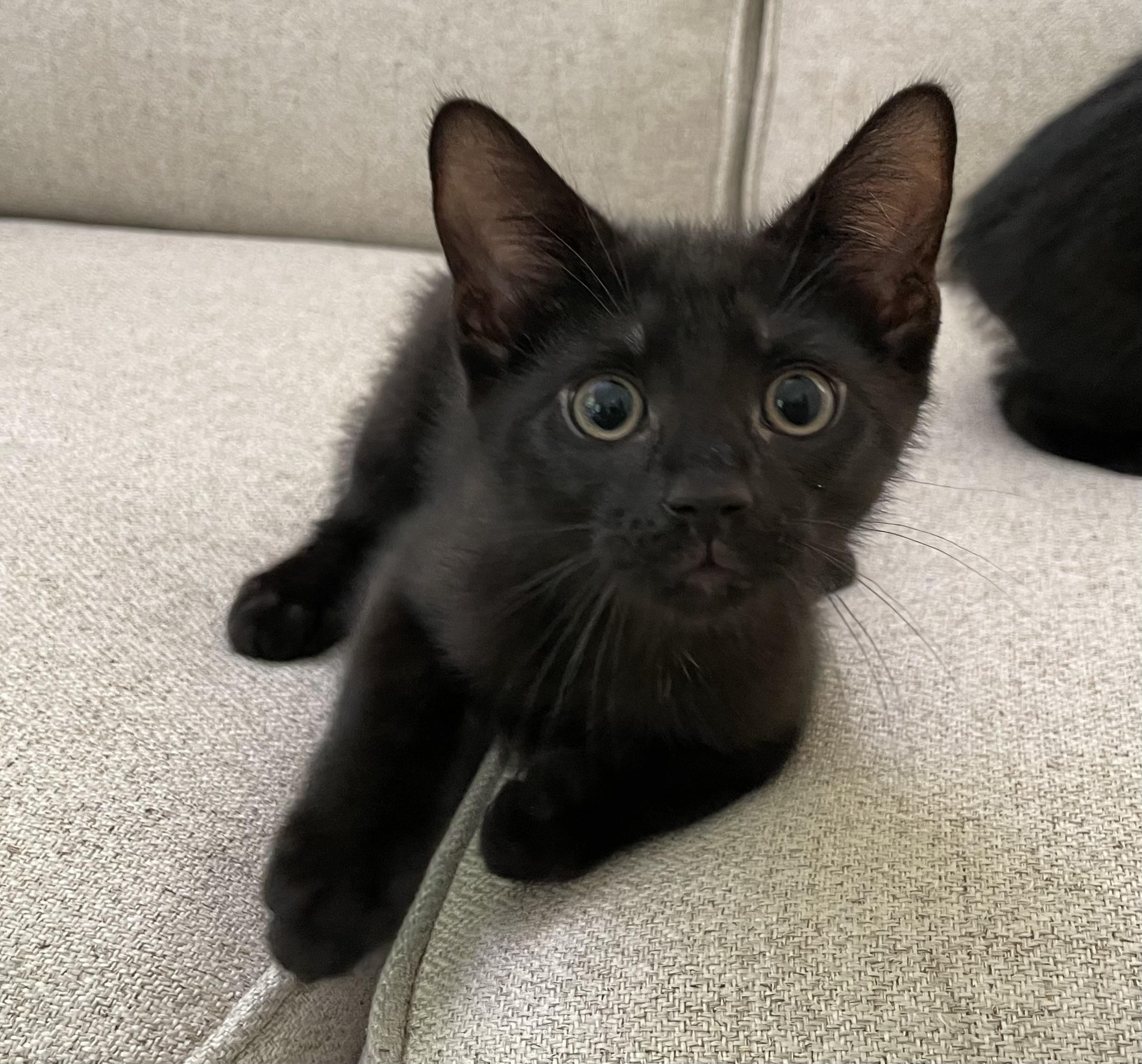 Picasso, an adoptable Domestic Short Hair in Ridgefield, CT image 2/3