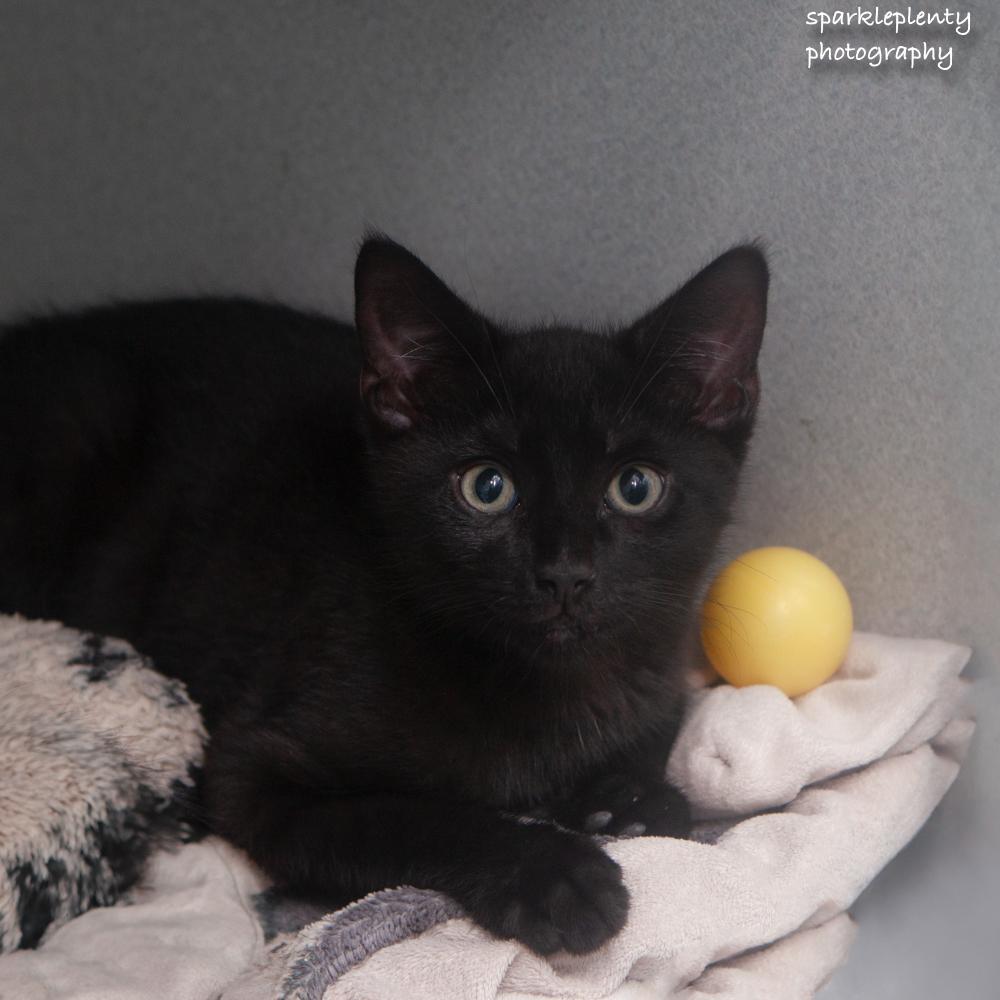 Picasso, adoptable, Kitten Male Domestic Short Hair.