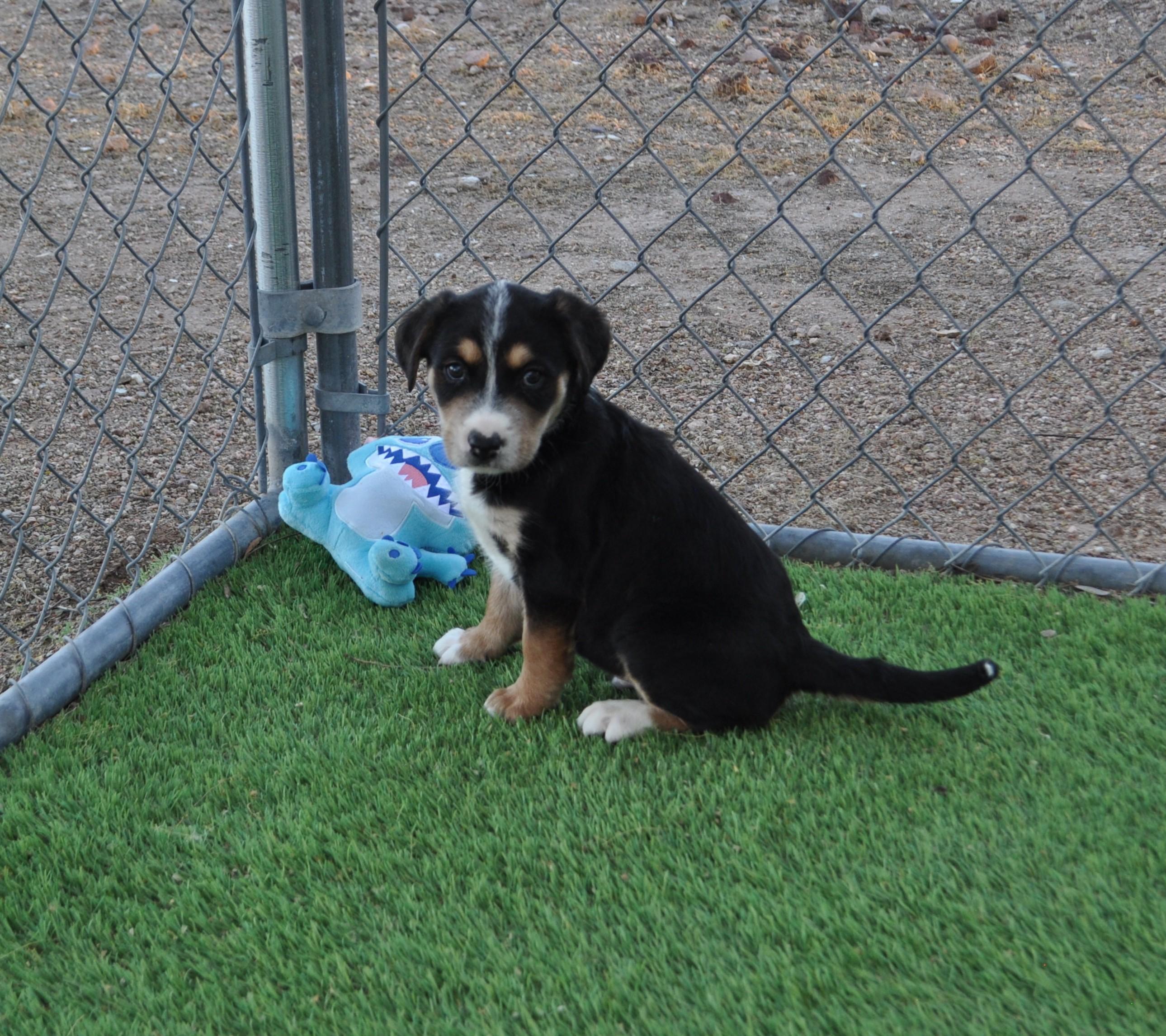 Enlarge Wilder, a ADOPTABLE mixed breed in Apache Junction, AZ image 3/5