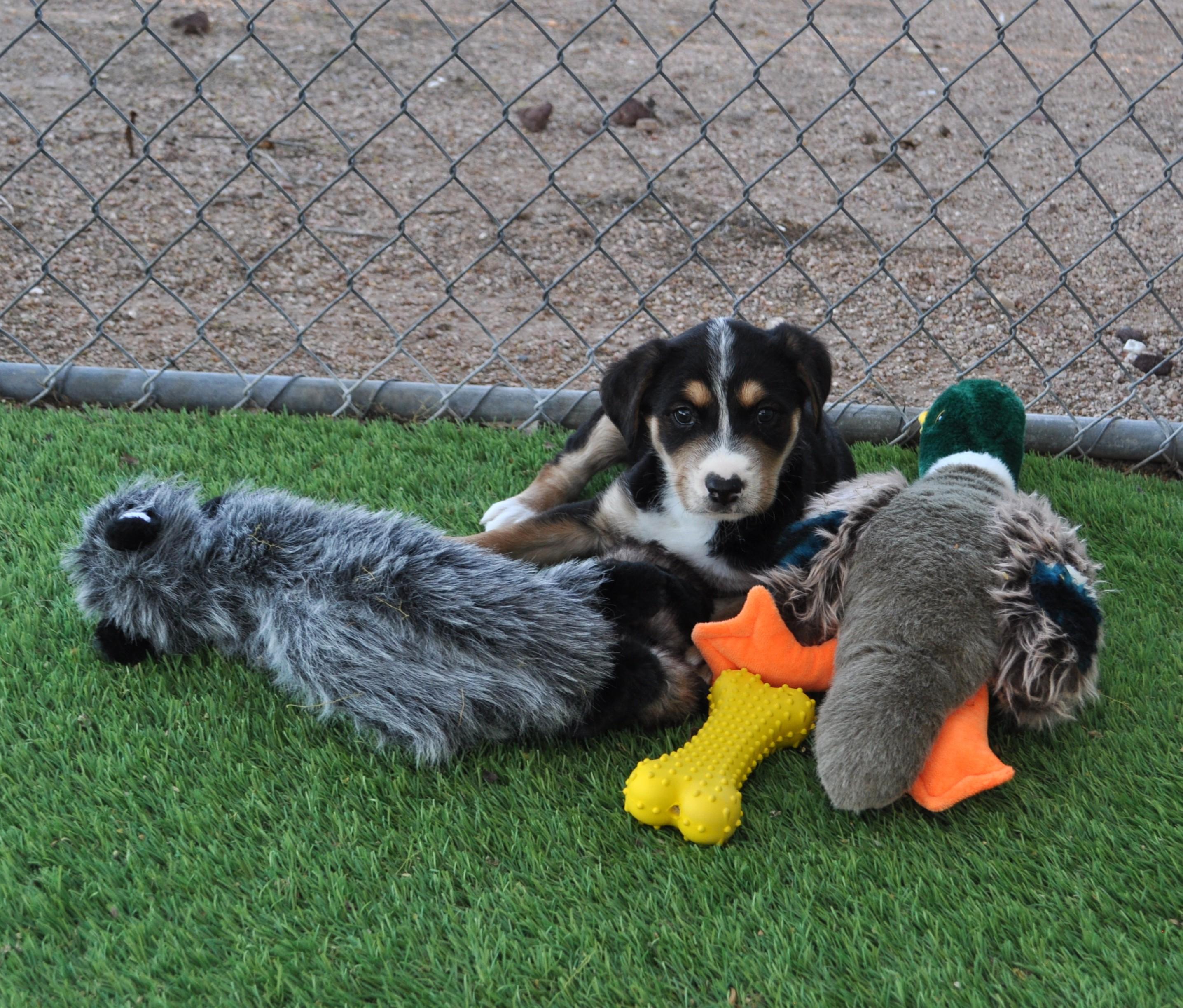 Wilder, ADOPTABLE, Puppy Male Border Collie & Australian Cattle Dog / Blue Heeler.