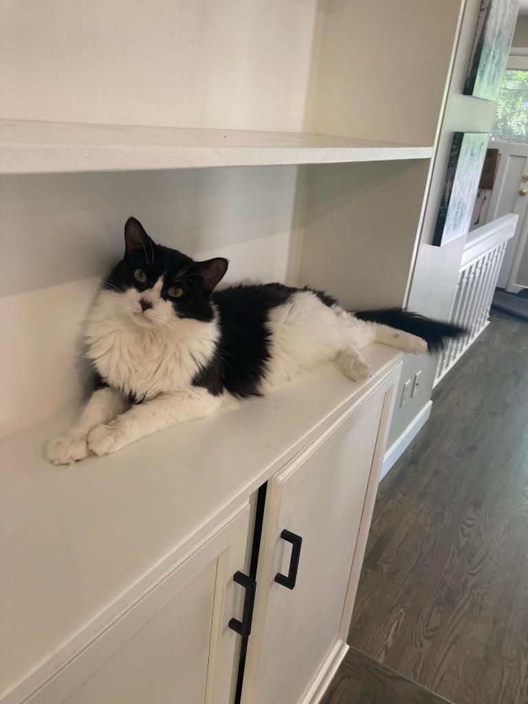 Furby, Adoptable, Adult Male Domestic Medium Hair.