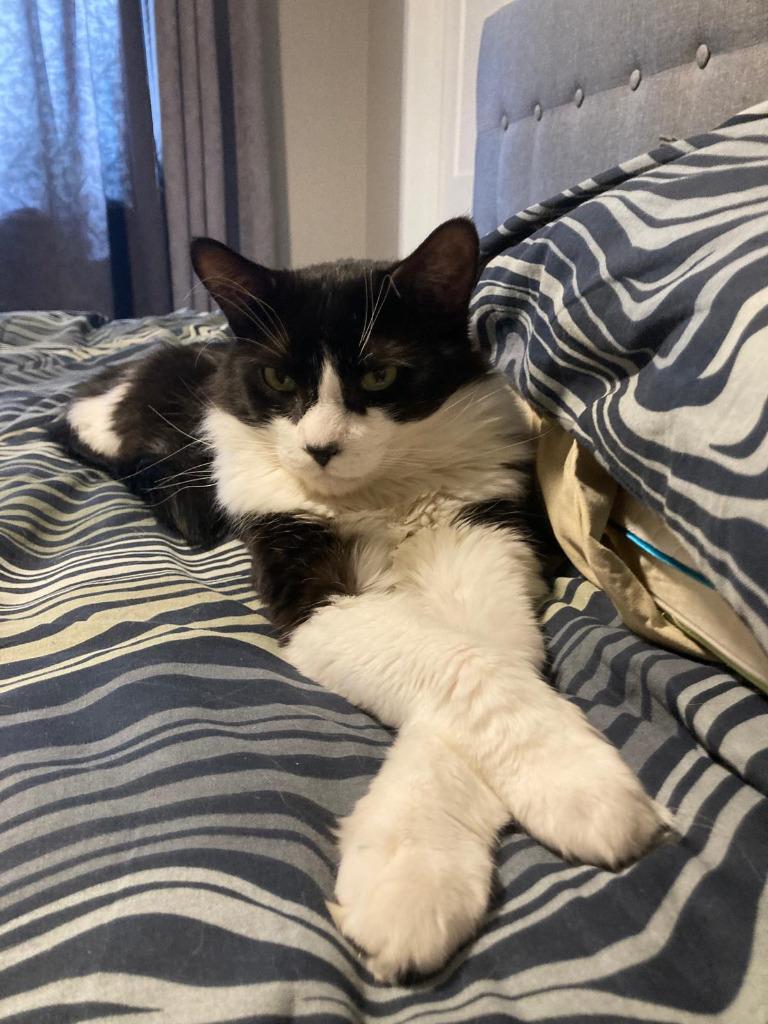 Enlarge Furby, a Adoptable mixed breed in Calgary, AB image 2/6