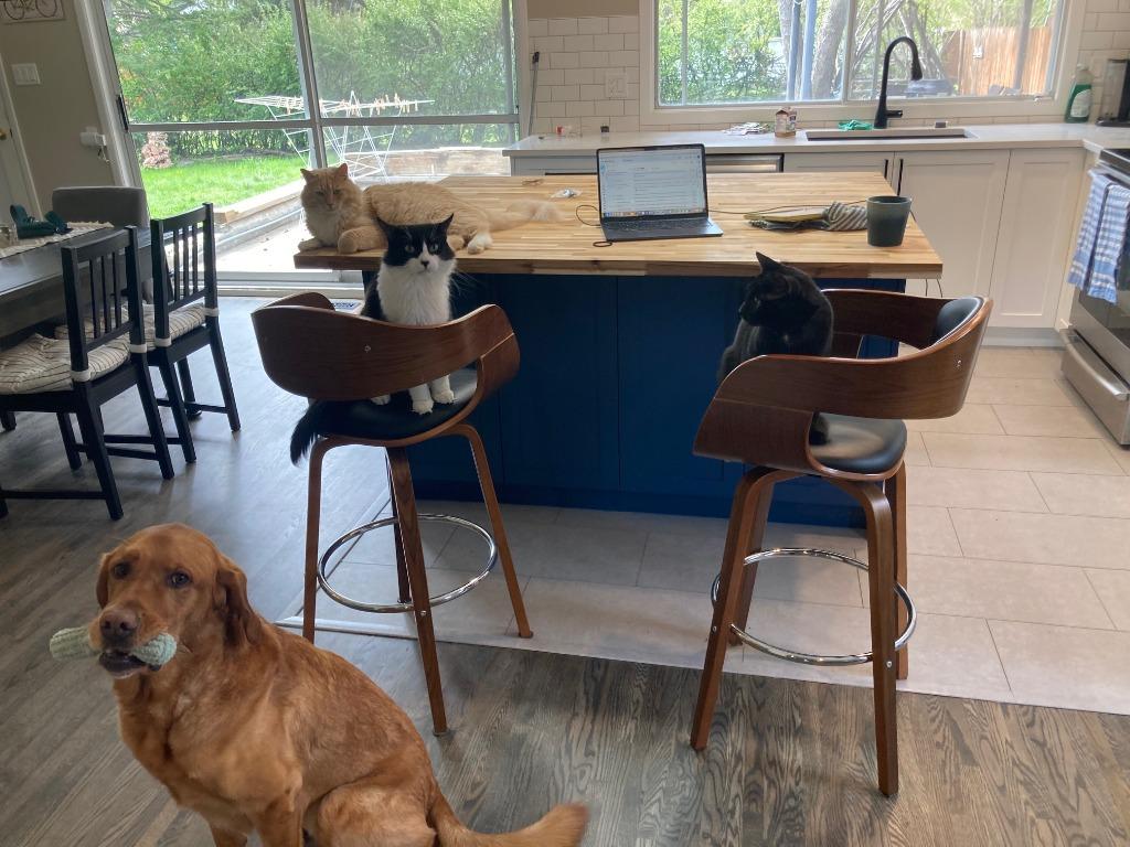 Enlarge Furby, a Adoptable mixed breed in Calgary, AB image 3/6