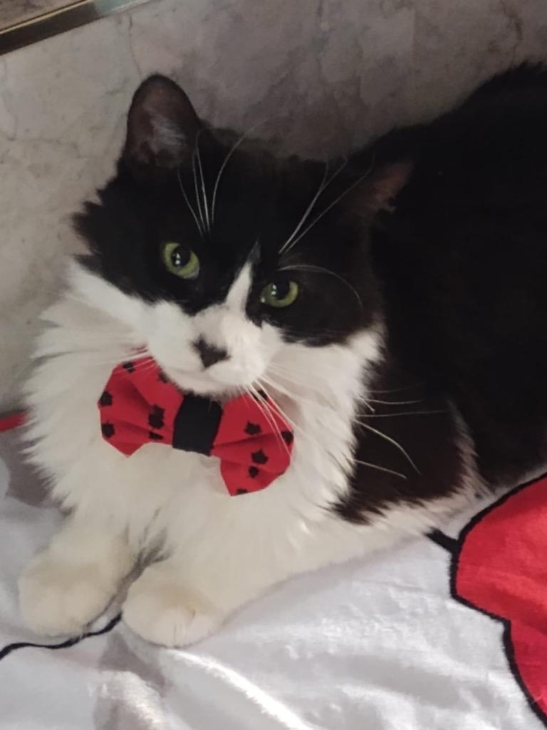 Enlarge Furby, a Adoptable mixed breed in Calgary, AB image 4/6