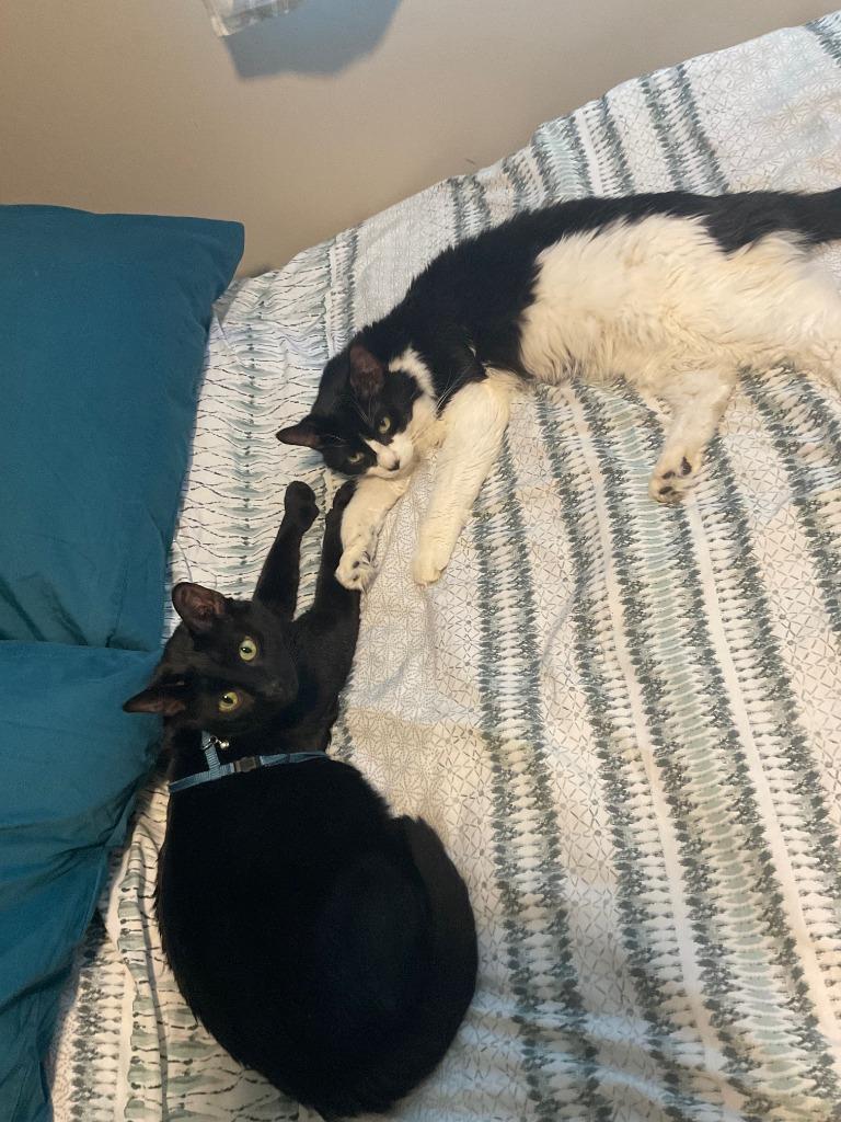 Enlarge Furby, a Adoptable mixed breed in Calgary, AB image 6/6