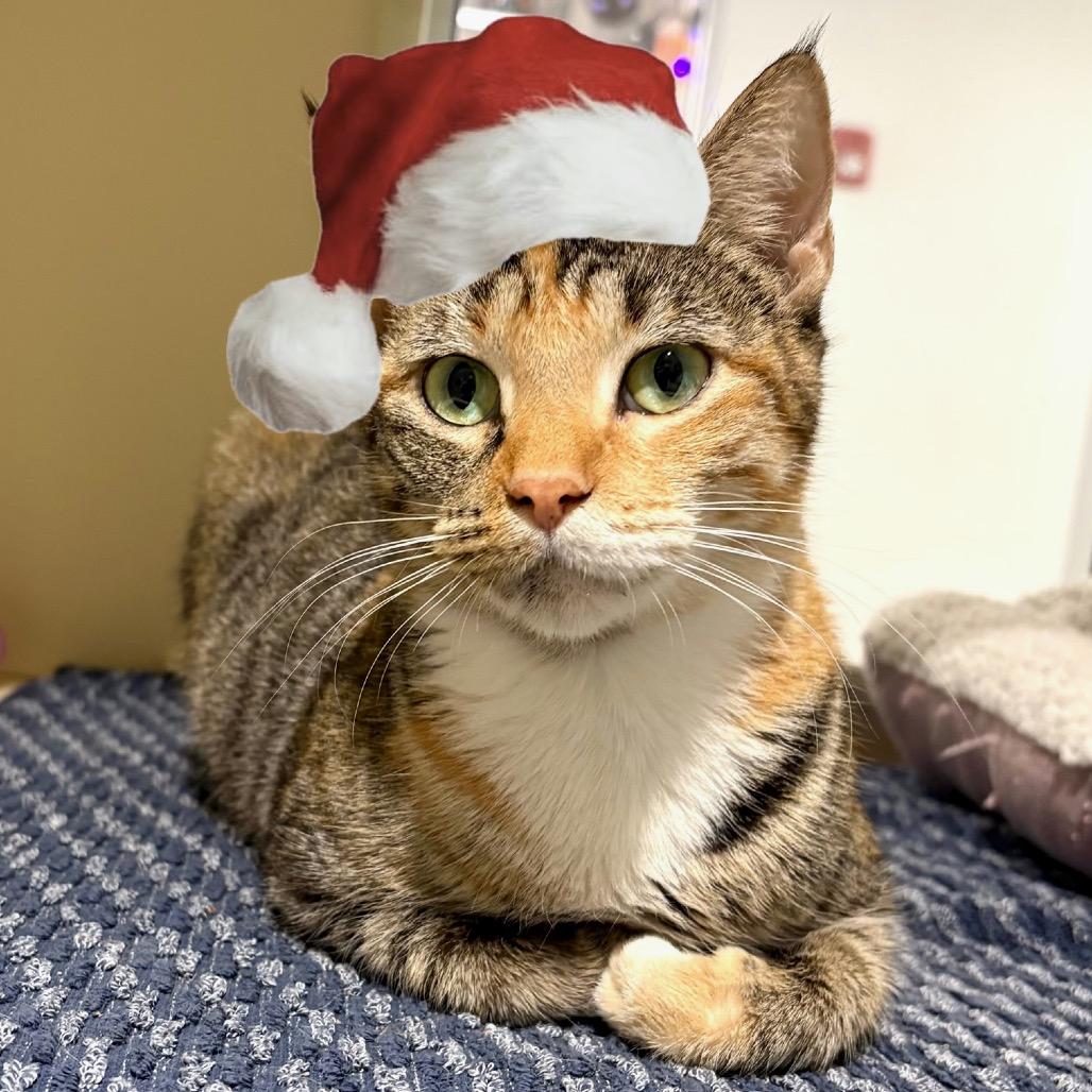 Enlarge Joplin, a Adoptable Domestic Short Hair in Sarasota, FL image 1/6