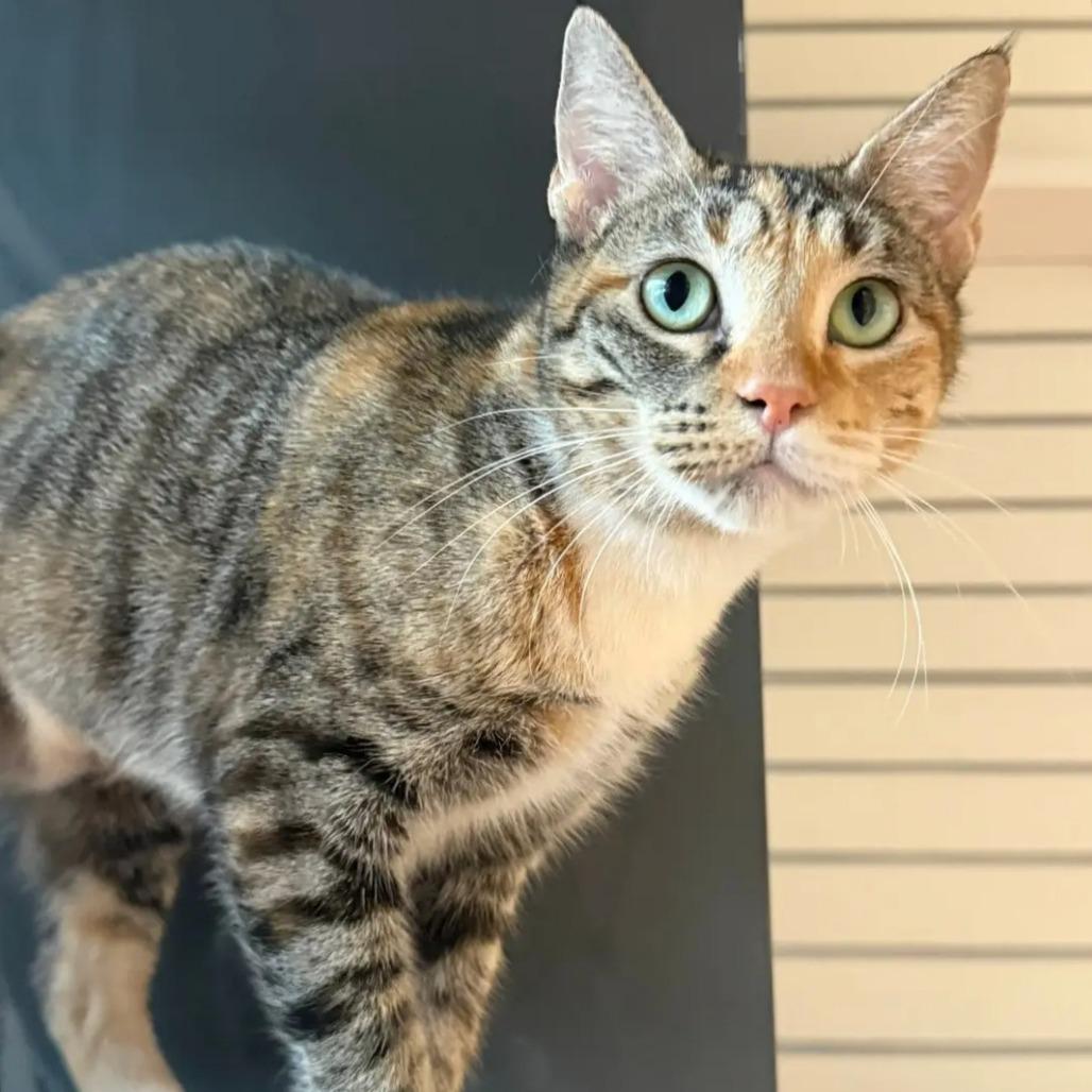 Enlarge Joplin, a Adoptable Domestic Short Hair in Sarasota, FL image 2/6