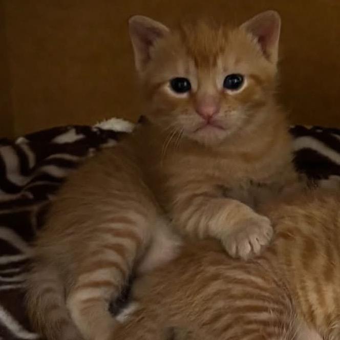 Cheese Doodle, Adoptable, Kitten Male Domestic Short Hair.