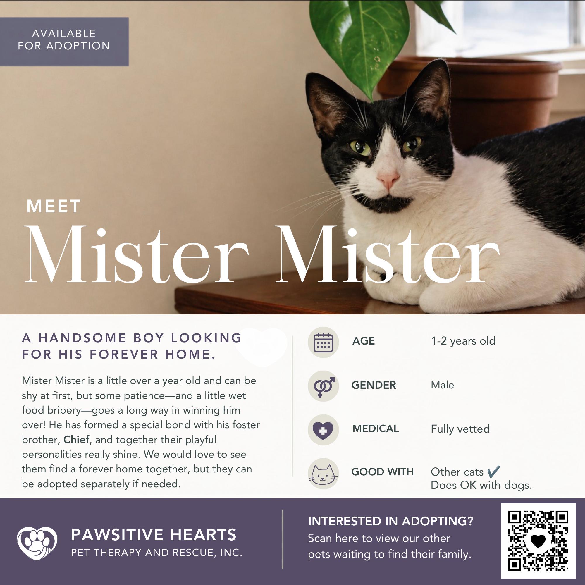 Enlarge Mister Mister, a Adoptable Domestic Short Hair in Kenhorst, PA image 1/1