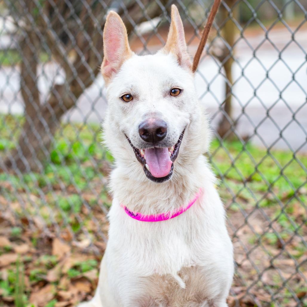 Amor, Adoptable, Adult Female German Shepherd Dog.