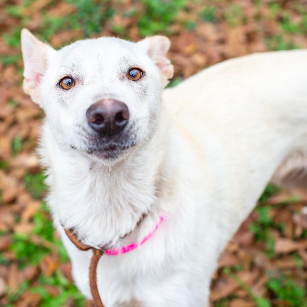 Enlarge Amor, a Adoptable mixed breed in Hattiesburg, MS image 2/4