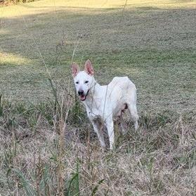 Enlarge Amor, a Adoptable mixed breed in Hattiesburg, MS image 3/4