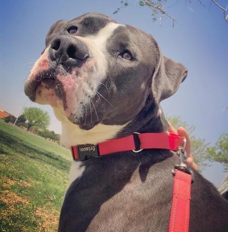 Domino, Adoptable, Adult Male Pit Bull Terrier.