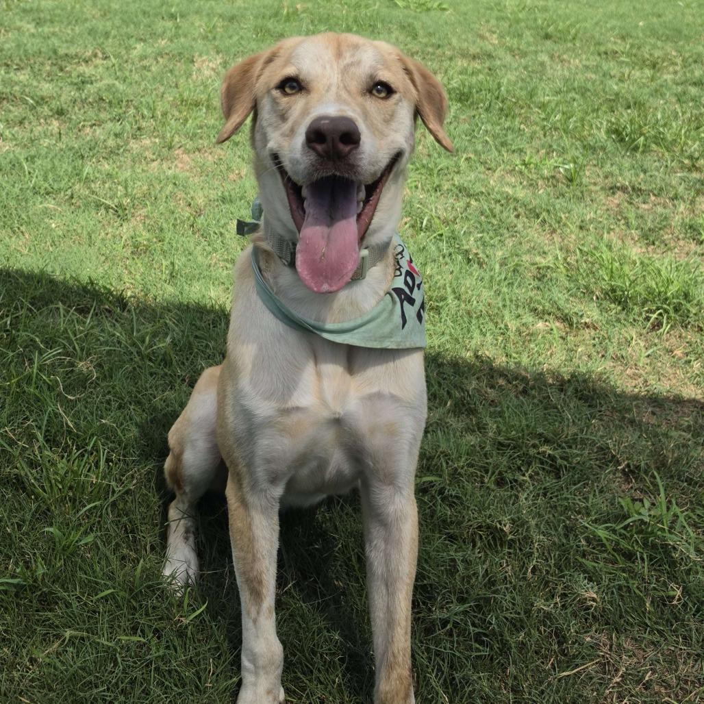 Enlarge Theo, a Adoptable mixed breed in Beaumont, TX image 1/5