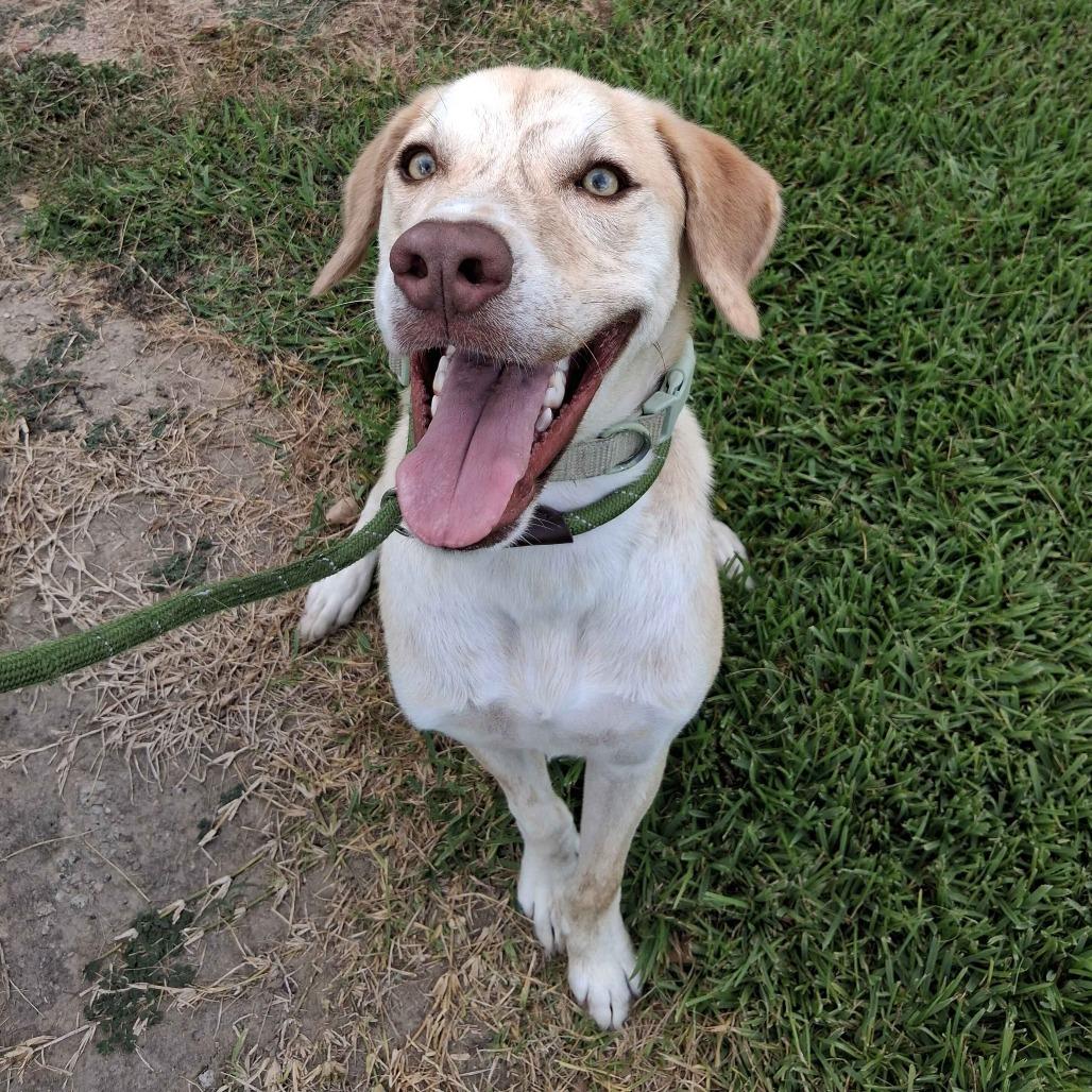 Enlarge Theo, a Adoptable mixed breed in Beaumont, TX image 2/5