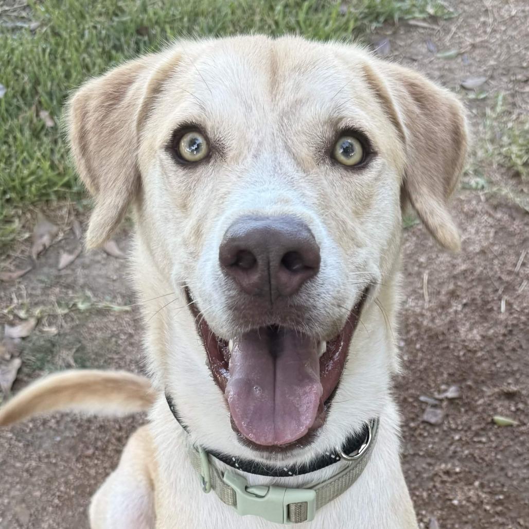 Enlarge Theo, a Adoptable mixed breed in Beaumont, TX image 3/5