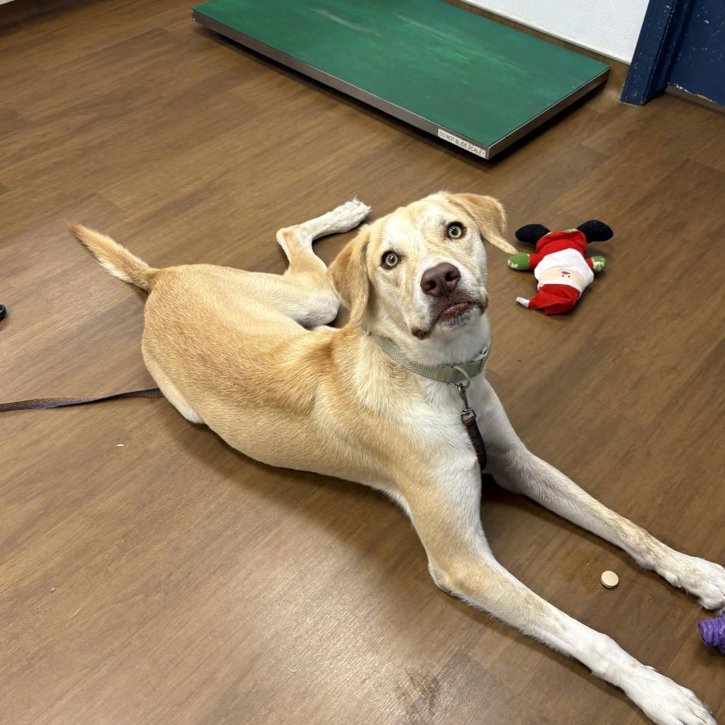 Enlarge Theo, a Adoptable mixed breed in Beaumont, TX image 4/5