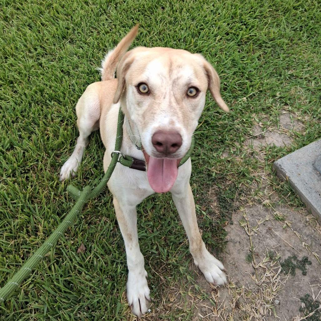 Enlarge Theo, a Adoptable mixed breed in Beaumont, TX image 5/5
