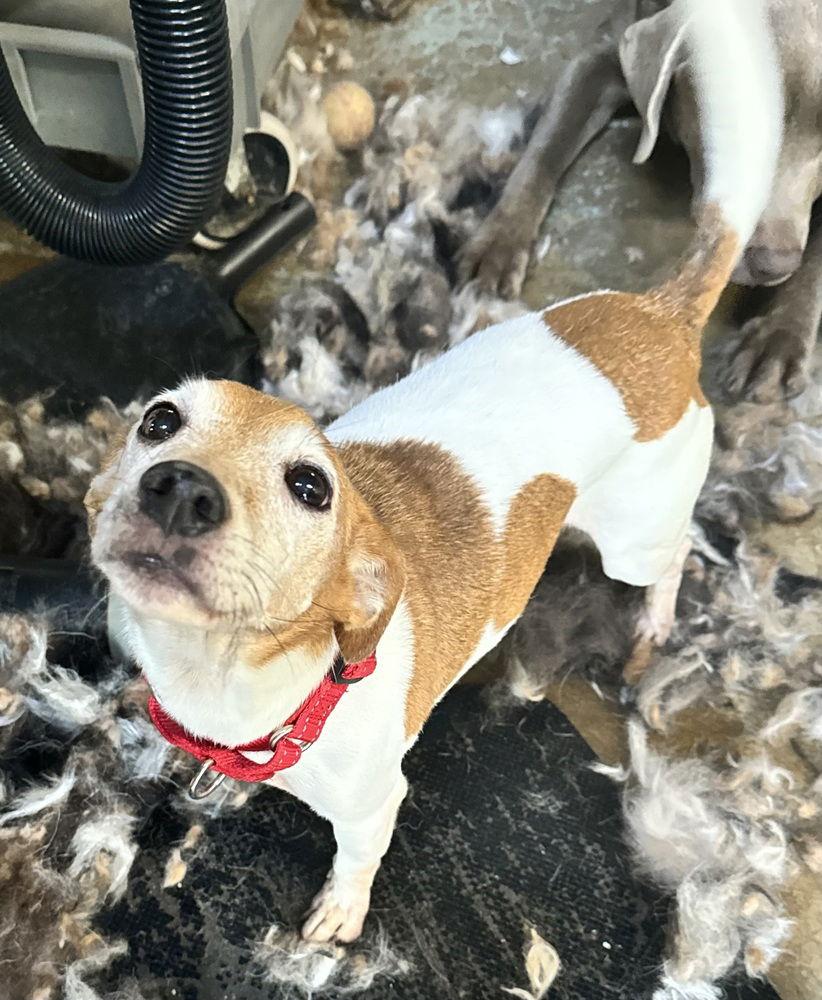 Trevor *, Adoptable, Adult Male Jack Russell Terrier.