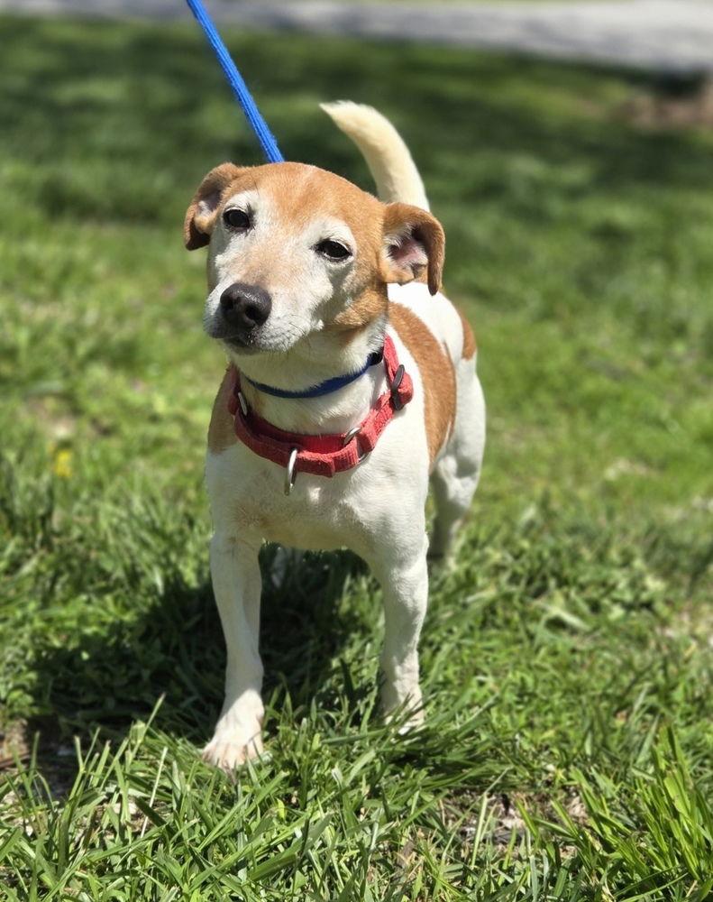 Enlarge Trevor *, a Adoptable Jack Russell Terrier in Columbia, TN image 2/3