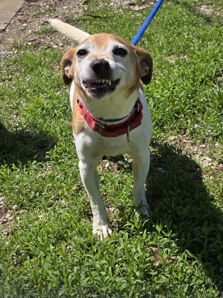 Enlarge Trevor *, a Adoptable Jack Russell Terrier in Columbia, TN image 3/3