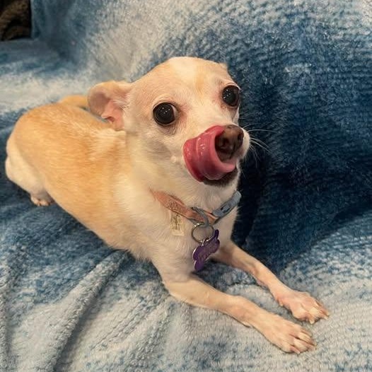 Enlarge Sunshine, an adopted Chihuahua in Las Vegas, NV image 2/4
