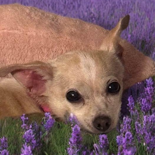 Enlarge Sunshine, an adopted Chihuahua in Las Vegas, NV image 1/4