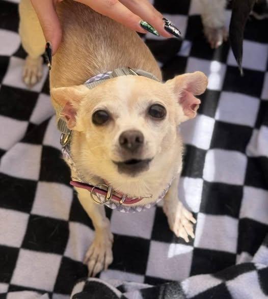 Enlarge Sunshine, an adopted Chihuahua in Las Vegas, NV image 4/4