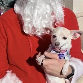 Enlarge Sunshine, an adopted Chihuahua in Las Vegas, NV image 3/4